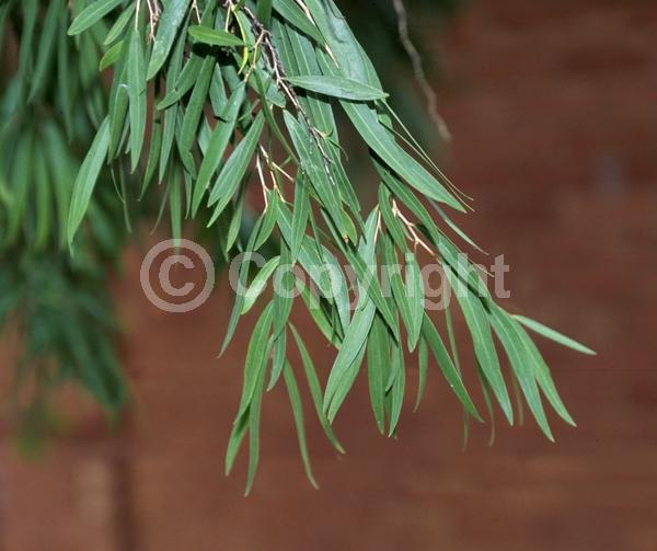 White blooms; Evergreen; Broadleaf
