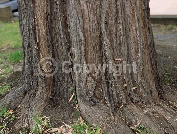 White blooms; Evergreen; Broadleaf