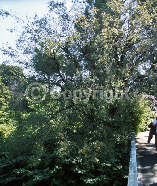 White blooms; Evergreen; Broadleaf