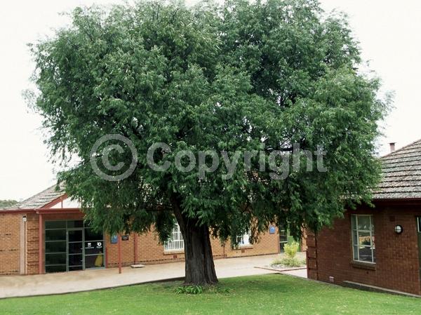 White blooms; Evergreen; Broadleaf