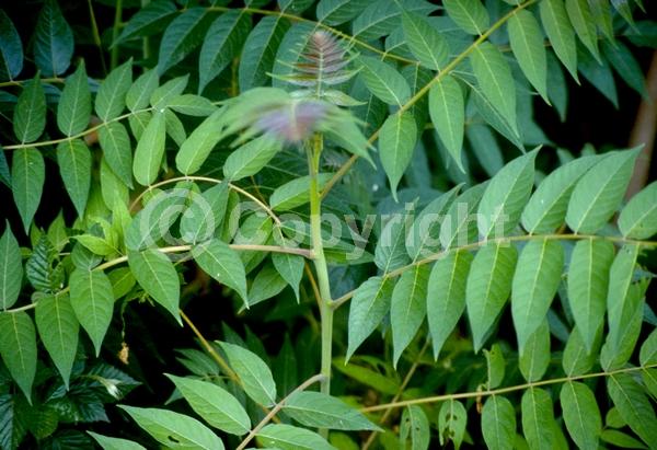 Green blooms; Deciduous; Broadleaf