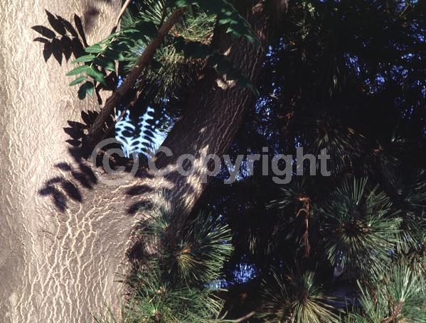 Green blooms; Deciduous; Broadleaf