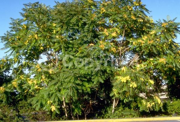 Green blooms; Deciduous; Broadleaf