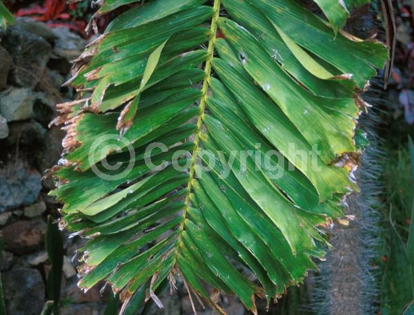 Yellow blooms; Evergreen