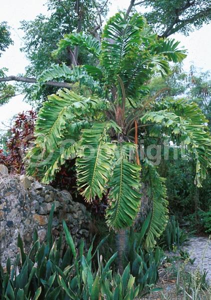 Yellow blooms; Evergreen