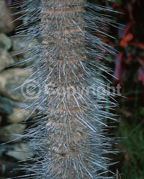 Yellow blooms; Evergreen