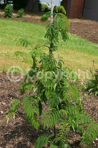 Pink blooms; Deciduous