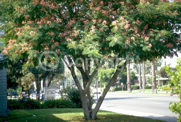 Pink blooms; Deciduous; Broadleaf