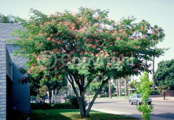 Pink blooms; Deciduous; Broadleaf