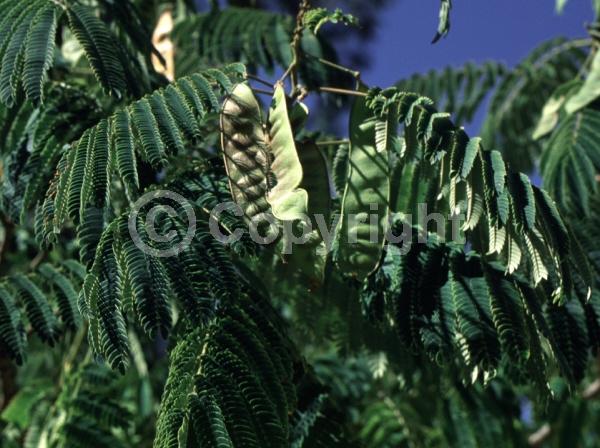 Pink blooms; Deciduous; Broadleaf