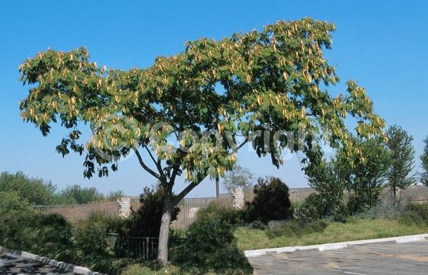 Pink blooms; Deciduous; Broadleaf