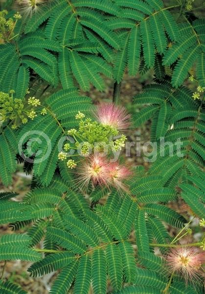Pink blooms; Deciduous; Broadleaf