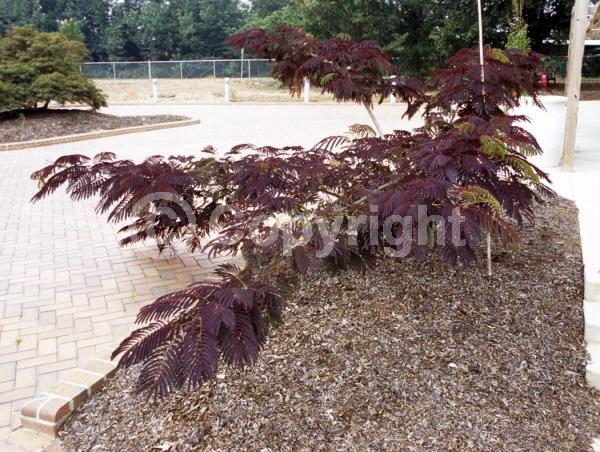 Pink blooms; Deciduous; Broadleaf