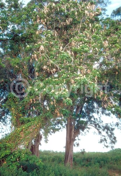 White blooms; Deciduous; Broadleaf