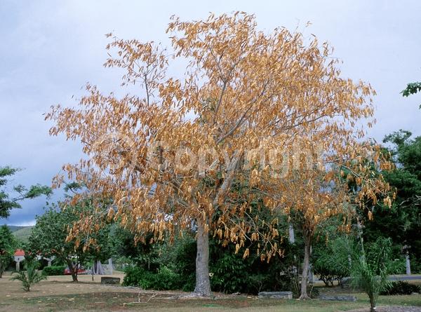 White blooms; Deciduous; Broadleaf