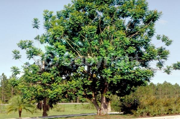 White blooms; Deciduous; Broadleaf