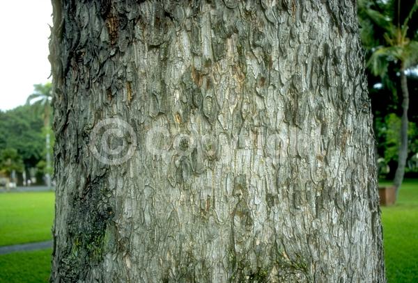 White blooms; Evergreen