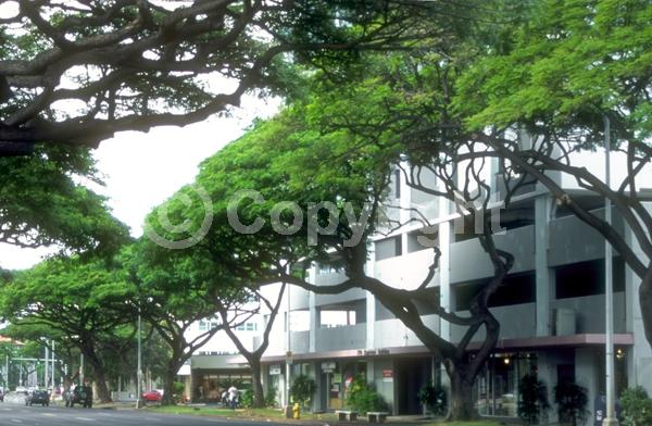 White blooms; Evergreen