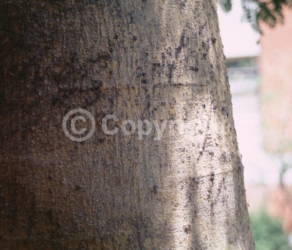 Pink blooms; Deciduous