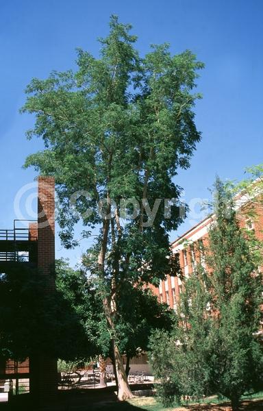 Pink blooms; Deciduous