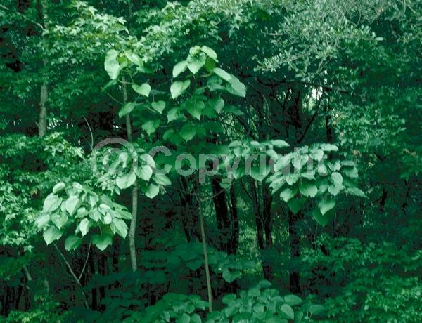 White blooms; Semi-evergreen