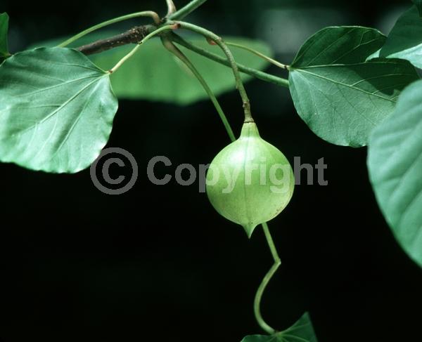 White blooms; Semi-evergreen