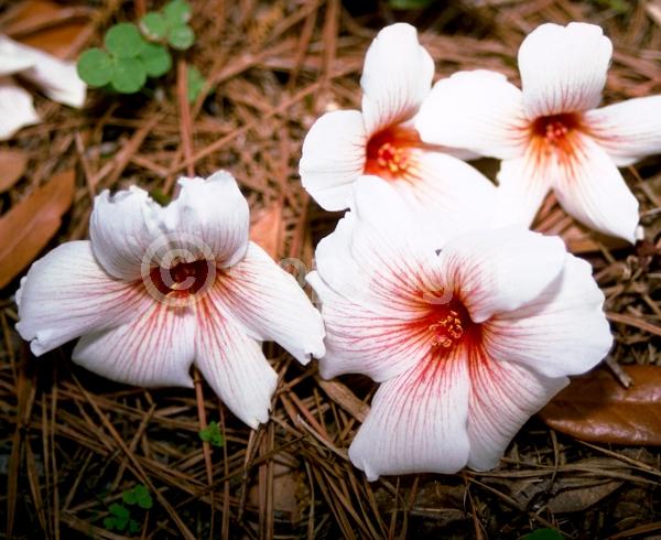 White blooms; Semi-evergreen