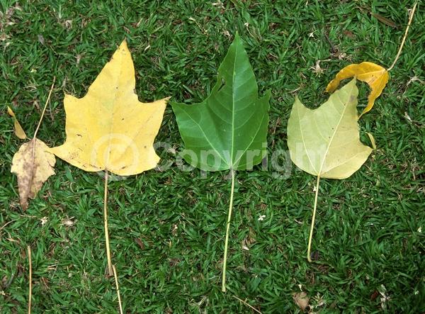 White blooms; Semi-evergreen; 