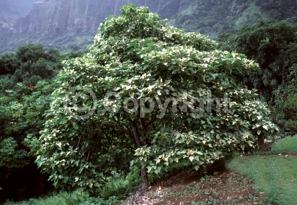 White blooms; Semi-evergreen; 