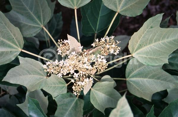 White blooms; Semi-evergreen; 