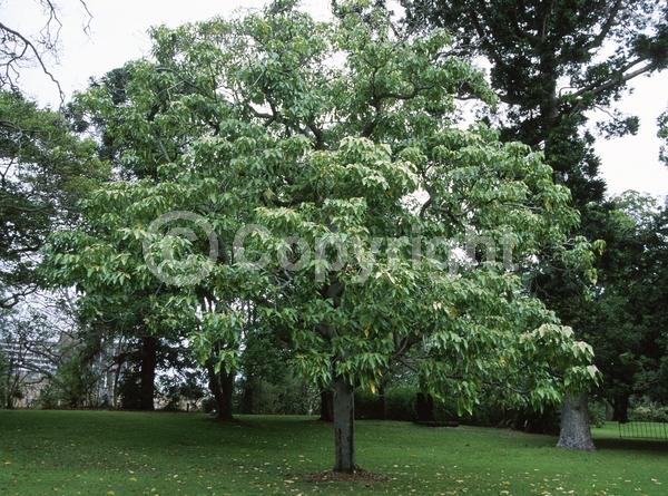 White blooms; Semi-evergreen; 