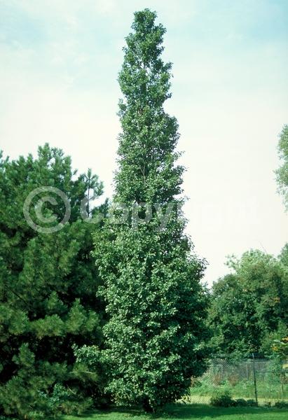 Red blooms; Purple blooms; Deciduous; Broadleaf