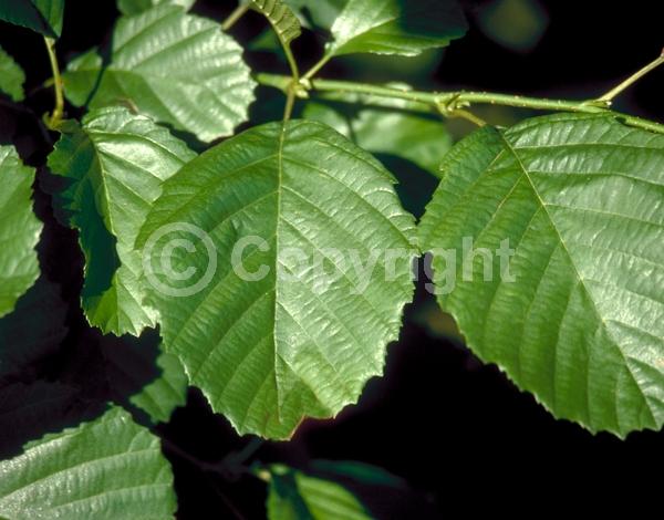 Red blooms; Purple blooms; Deciduous; Broadleaf