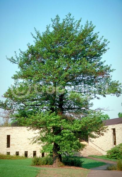 Red blooms; Purple blooms; Deciduous; Broadleaf