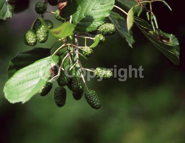Red blooms; Purple blooms; Deciduous; Broadleaf