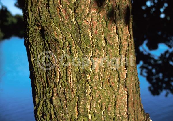 Red blooms; Purple blooms; Deciduous; Broadleaf