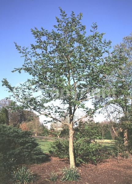 Red blooms; Purple blooms; Deciduous; Broadleaf
