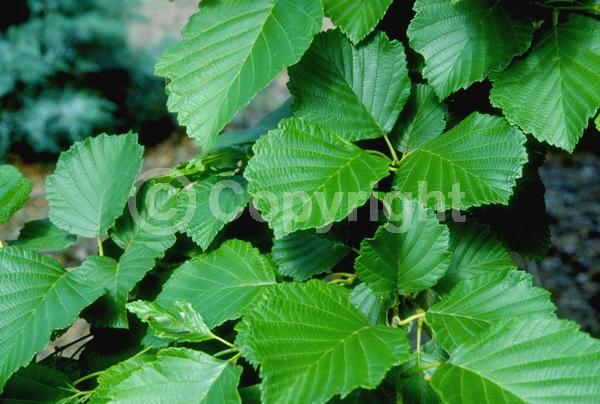 Red blooms; Purple blooms; Deciduous; Broadleaf