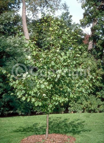 Red blooms; Purple blooms; Deciduous; Broadleaf