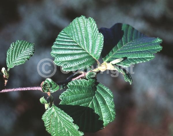 Red blooms; Purple blooms; Deciduous; Broadleaf