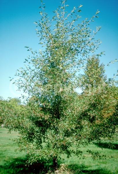 Red blooms; Purple blooms; Deciduous; Broadleaf