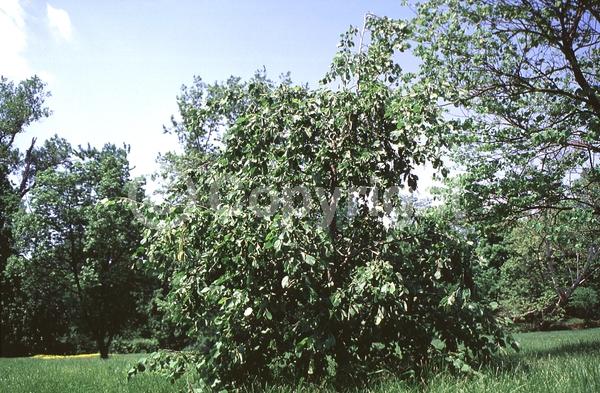 Red blooms; Purple blooms; Deciduous; Broadleaf