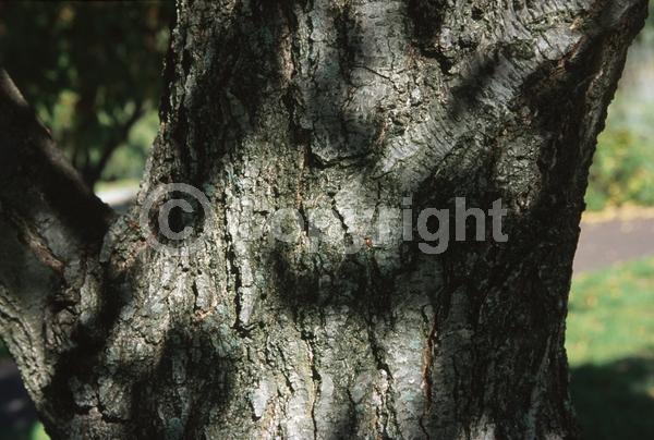 Red blooms; Purple blooms; Deciduous; Broadleaf