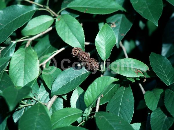 Red blooms; Purple blooms; Deciduous; Broadleaf
