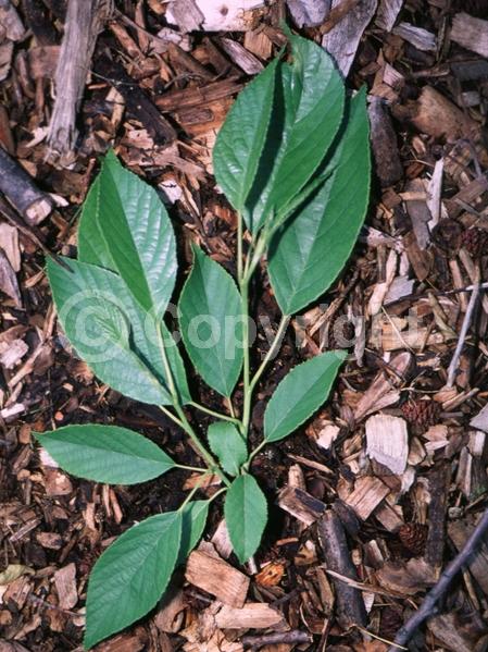 Red blooms; Purple blooms; Deciduous; Broadleaf