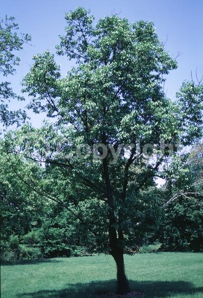 Red blooms; Purple blooms; Deciduous; Broadleaf