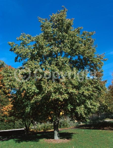 Red blooms; Purple blooms; Deciduous; Broadleaf