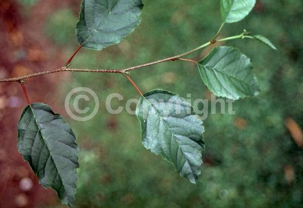 White blooms; Deciduous