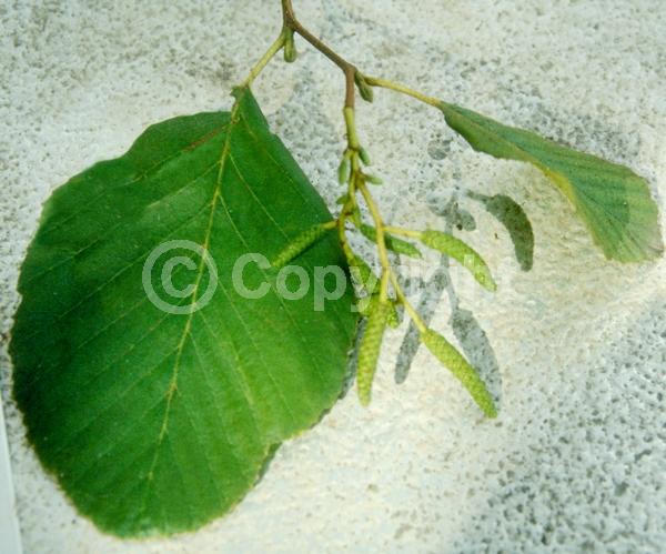 Yellow blooms; Deciduous; Broadleaf; North American Native