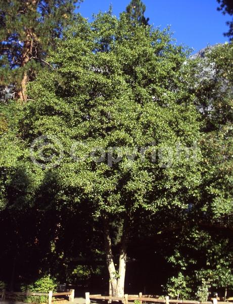 Yellow blooms; Deciduous; Broadleaf; North American Native
